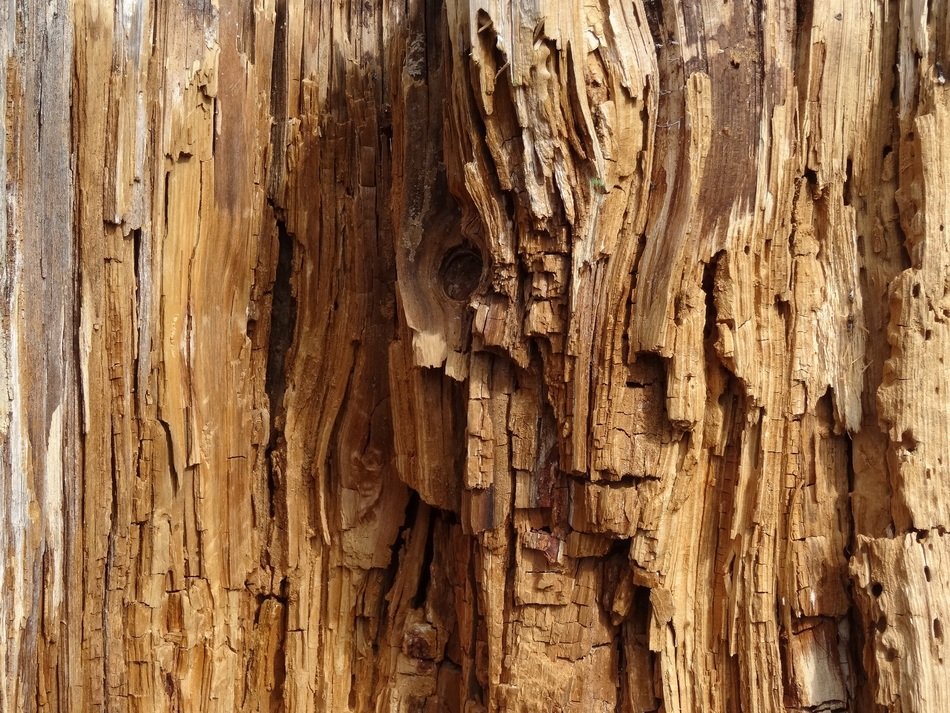 Annual rings on the brown wood