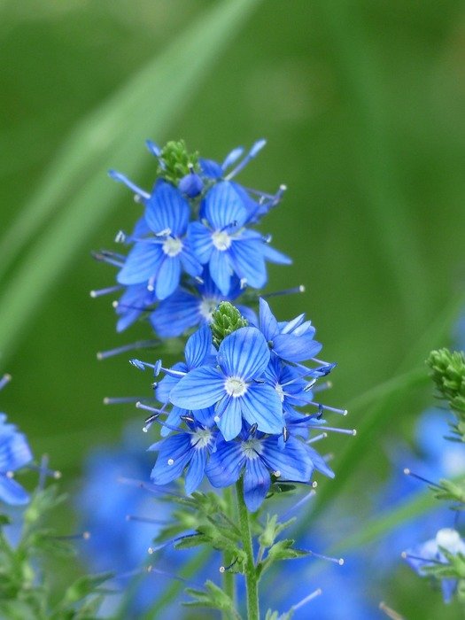 large speedwell veronica on a blurred background