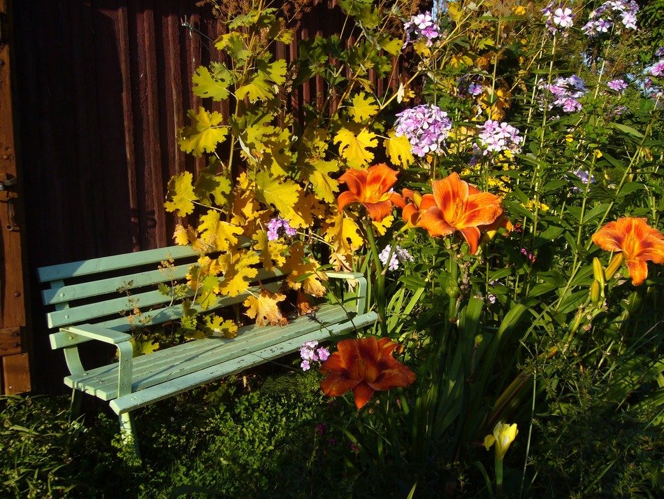 bench in flowers