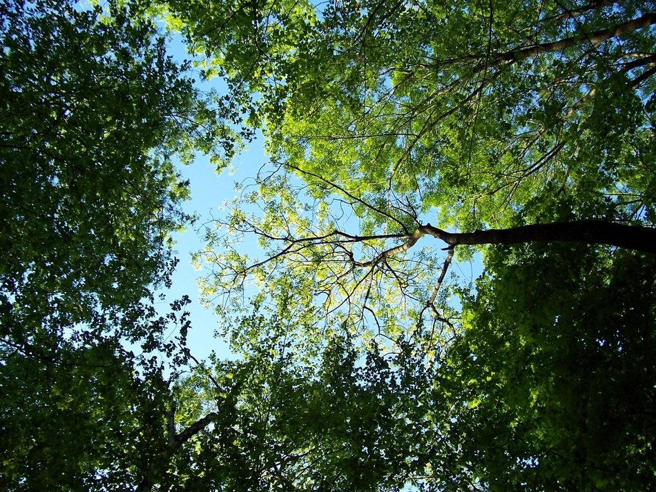 Trees in Ostrava