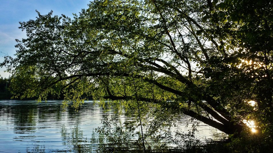 Tree near the water