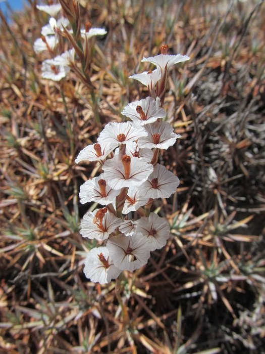 acantholimon with white flowers
