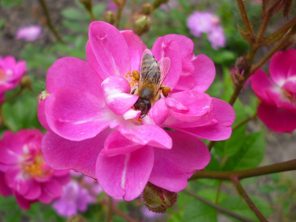 insect on pink rose