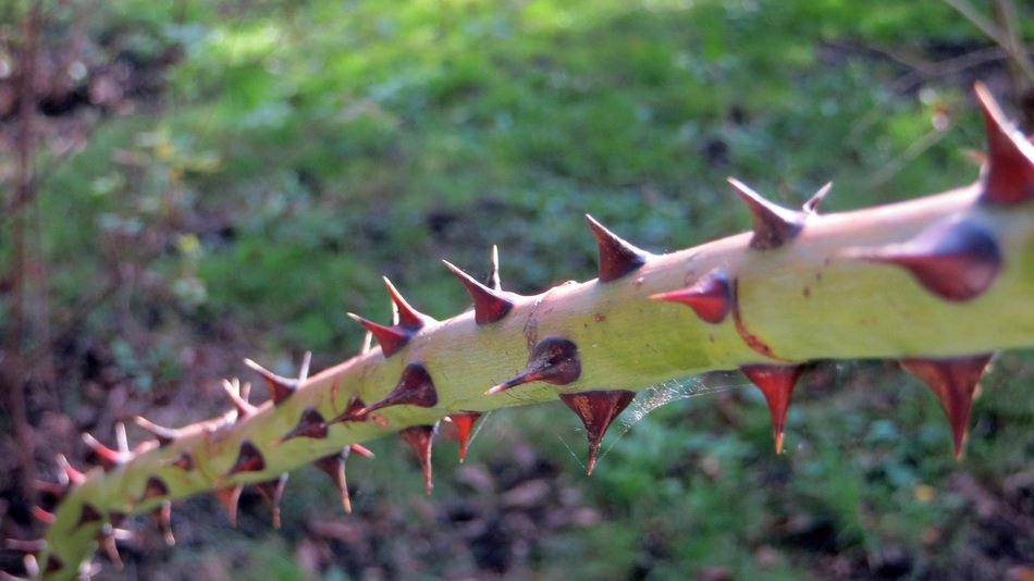 very beautiful prickly