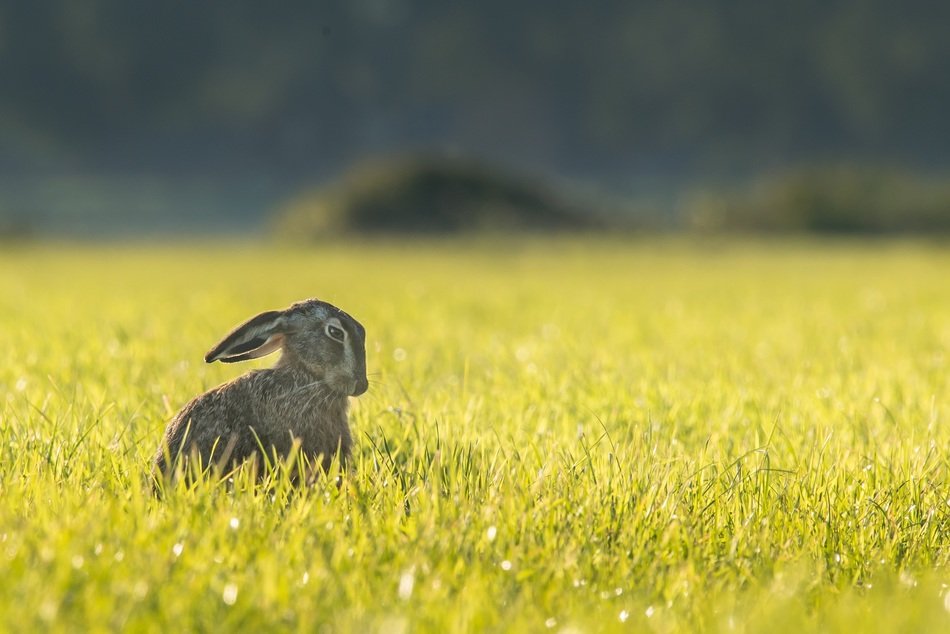 photo of the bunny in a field