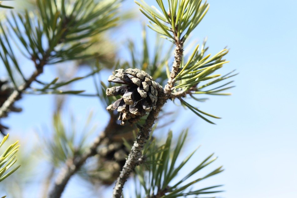 cone and needles on a branch against the backdrop of a sunny blue sky