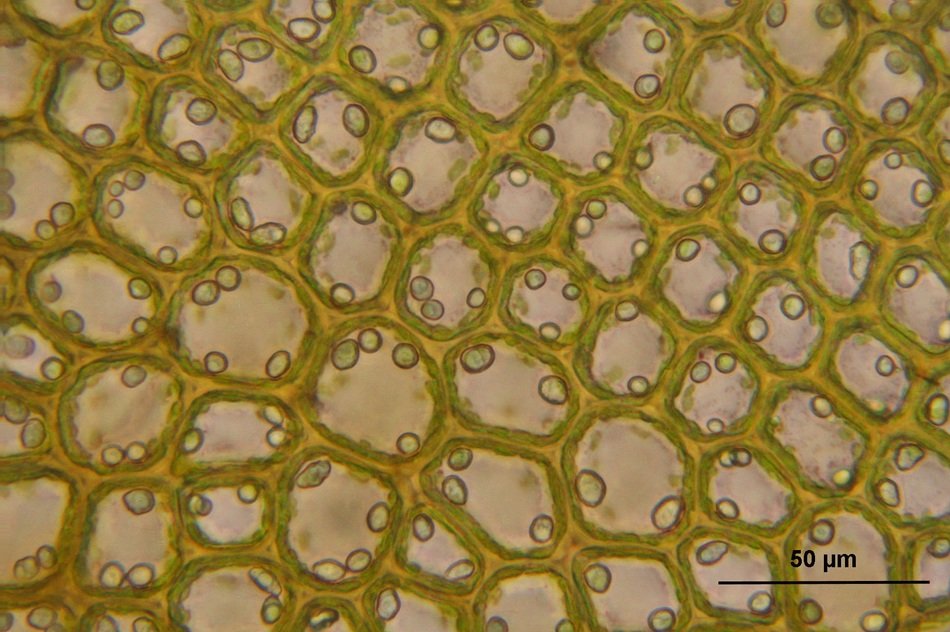 bazzania tricrenata microscopic view macro