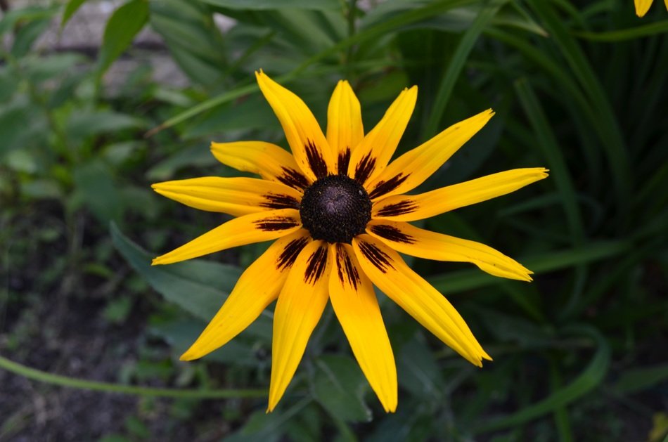 nature flower yellow detail