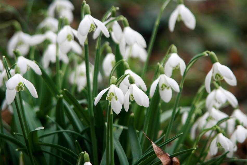 tiny white snowdrops