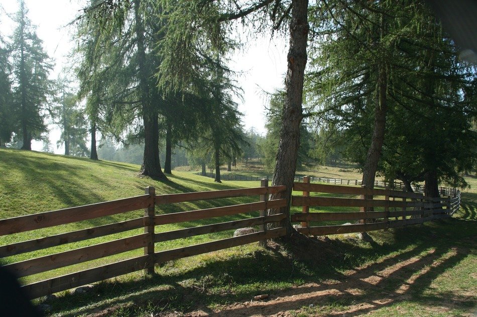 wooden fence in the forest on a sunny day