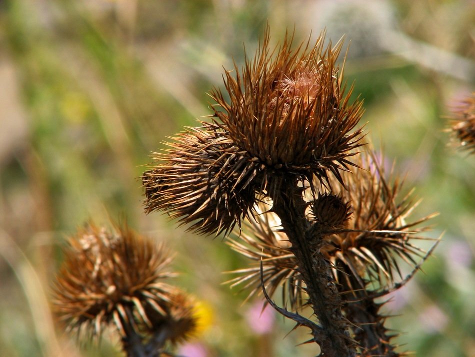 dry thistle floral