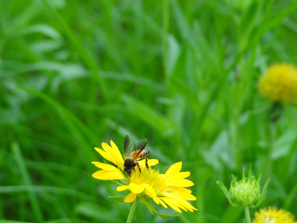 honey bee sitting on the wildflower