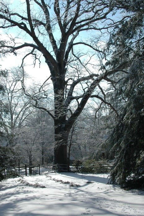 oak near the fence in winter