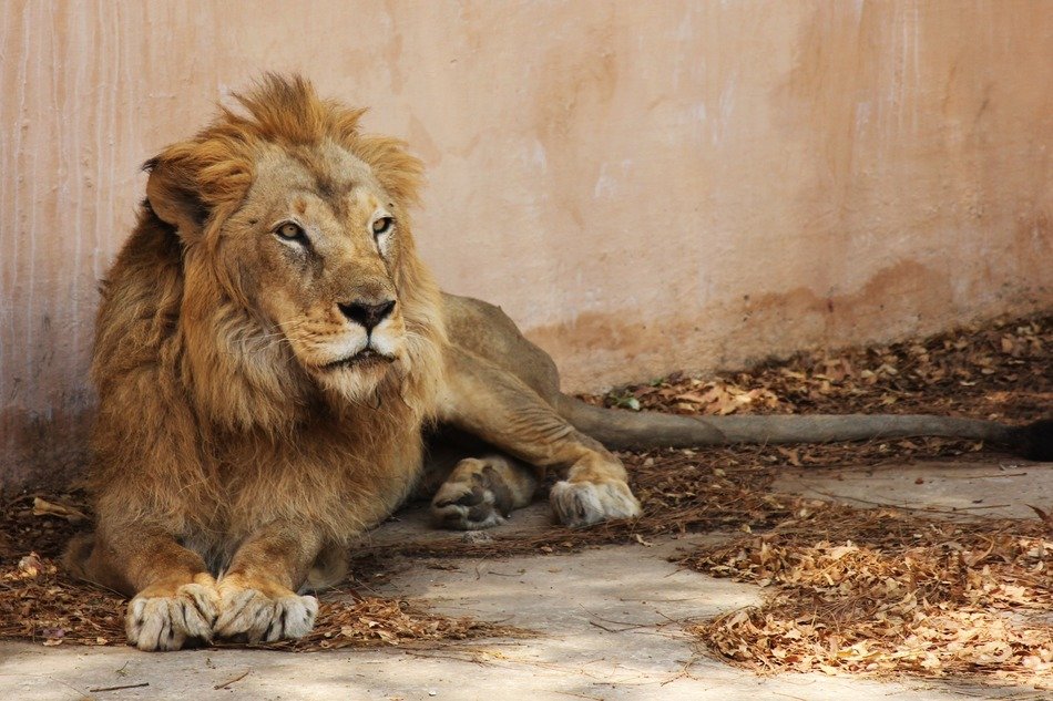indian lion in jaipur zoo