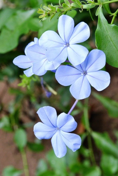 Blue flowers blossom in Sri Lanka