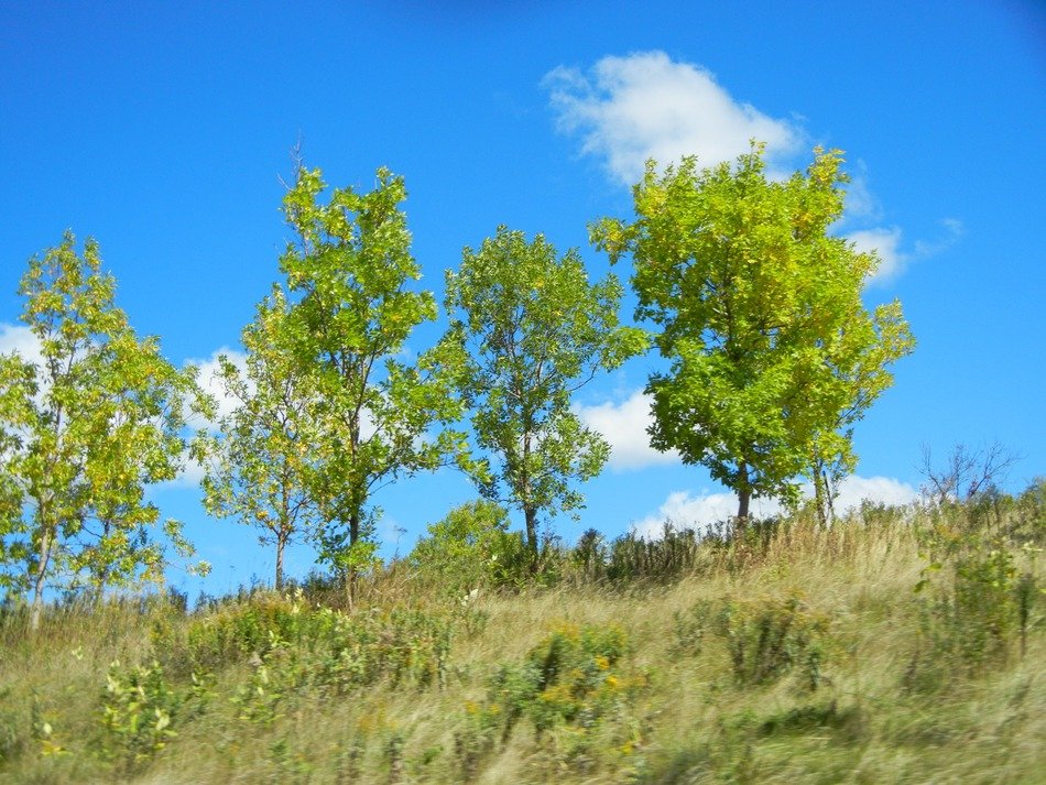young trees in spring