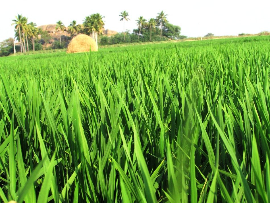 green field of grain crops