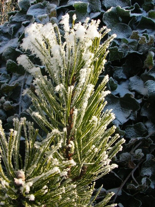 Trees in the winter forest