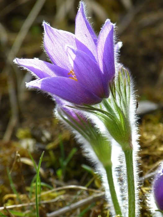 Blue cross flower free image download