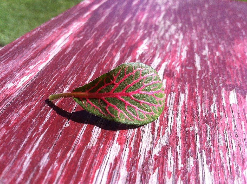 leaf on the pink table