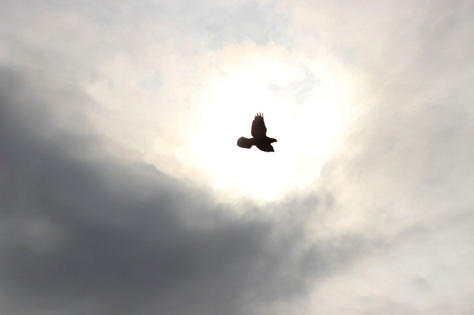 Pigeon in the sky