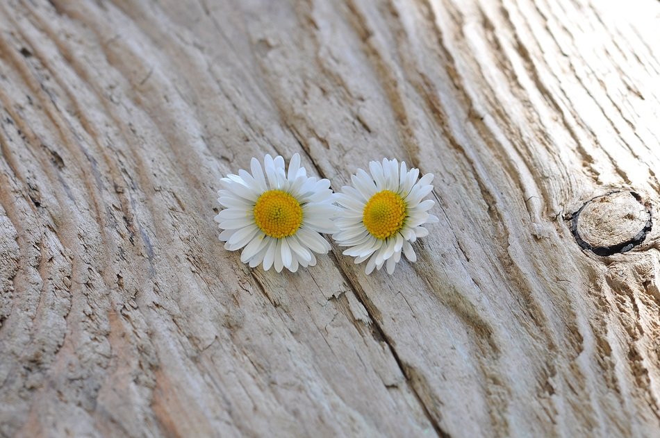 Daisies on the tree