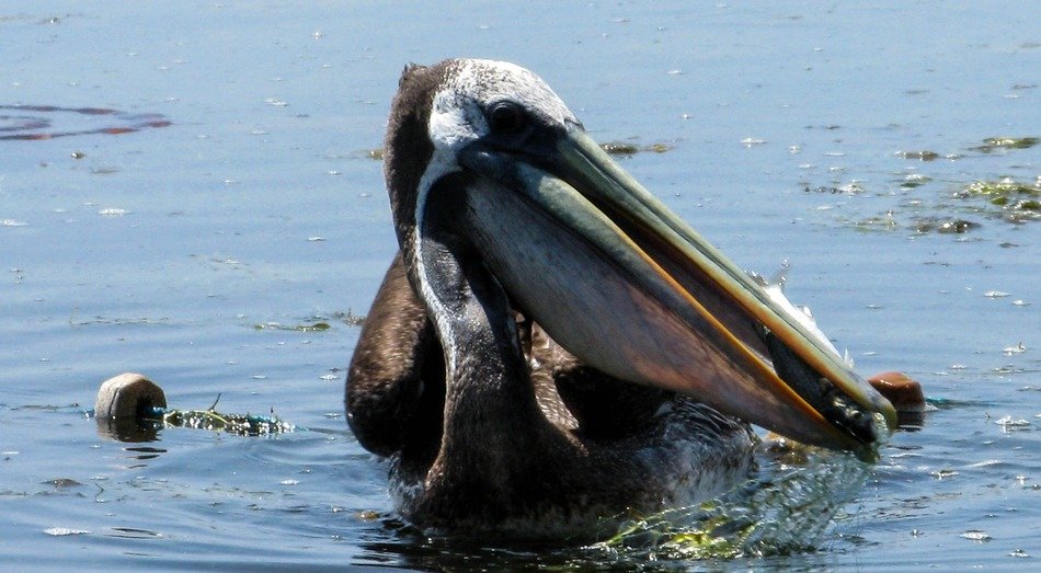 Beautiful pelikan in water in Paracas, Peru