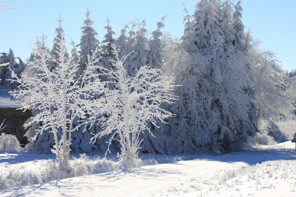 Panoramic view of the snowy trees in winter in France, auvergne