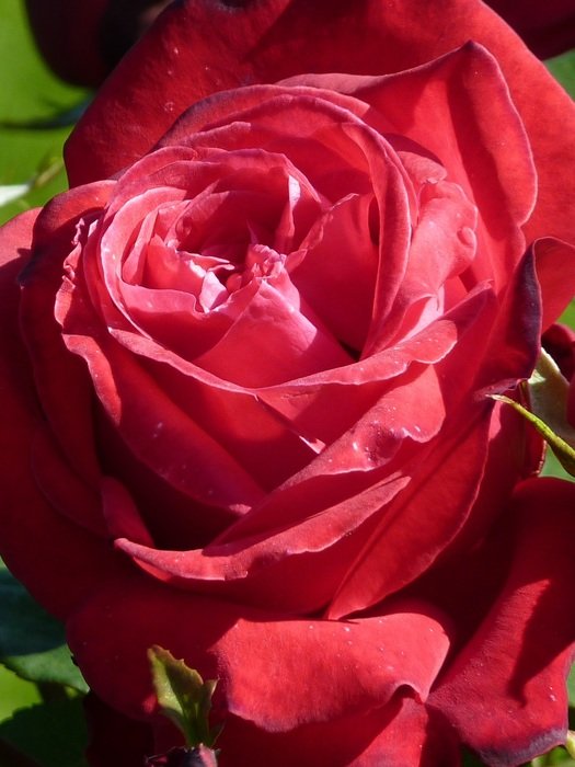 red rose close up on green background
