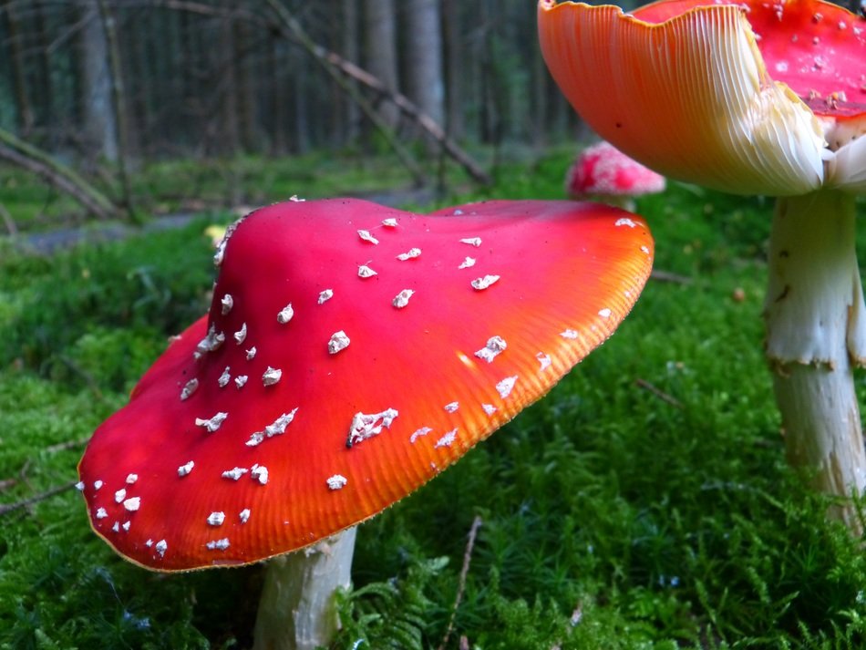 Fly agarics