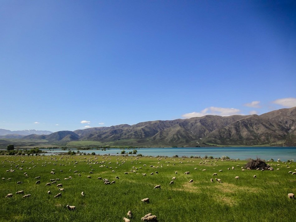 Landscape of the new zealand pasture