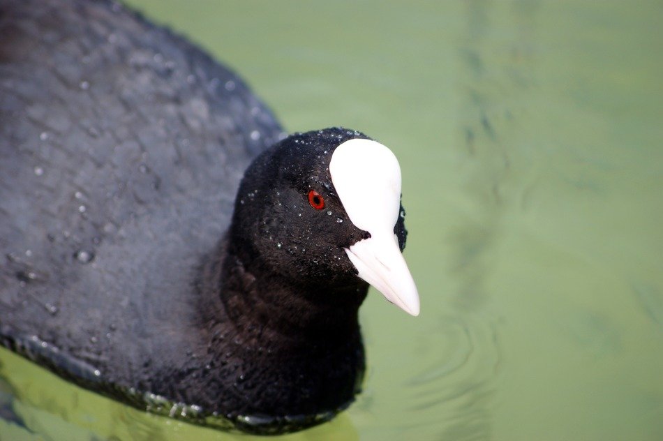 coot on water close up