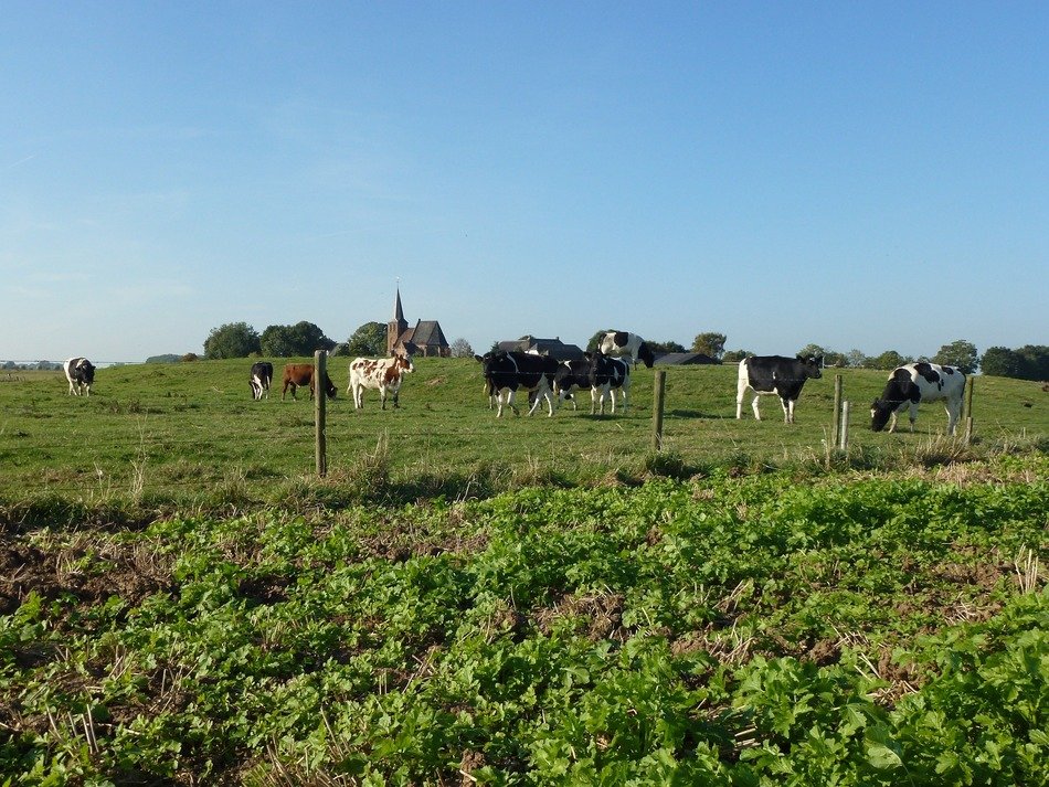 cattle on pasture in the netherlands