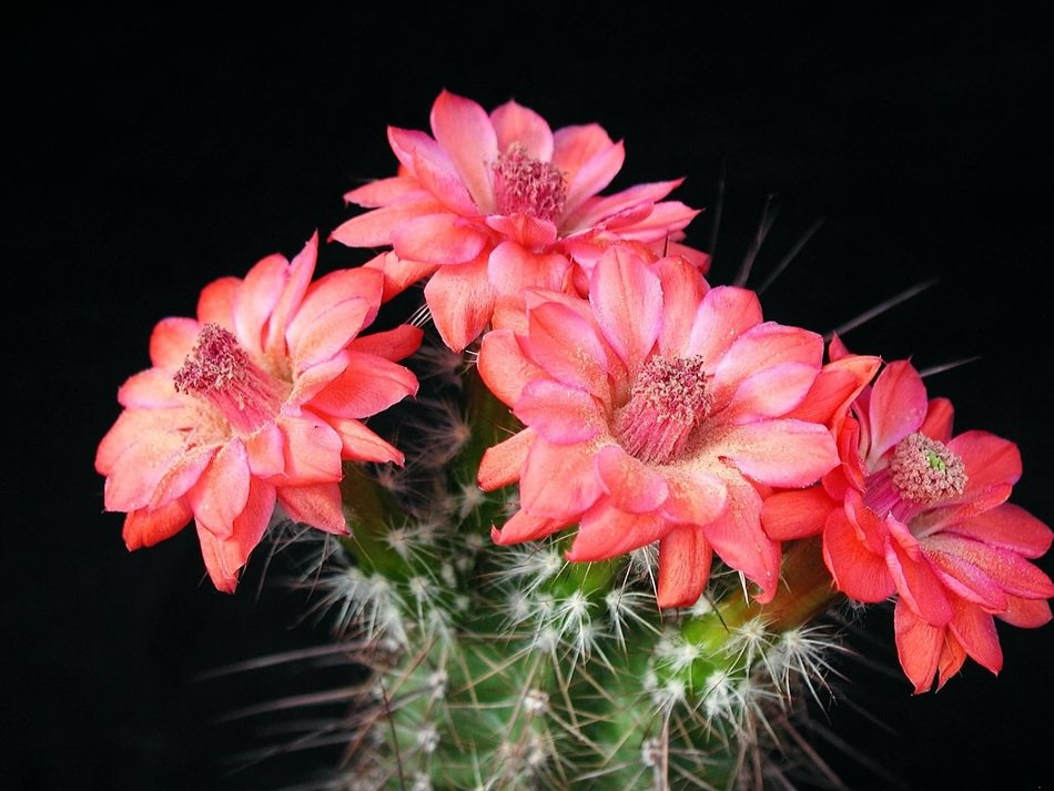 picture of beautiful and delightful cactus flowers