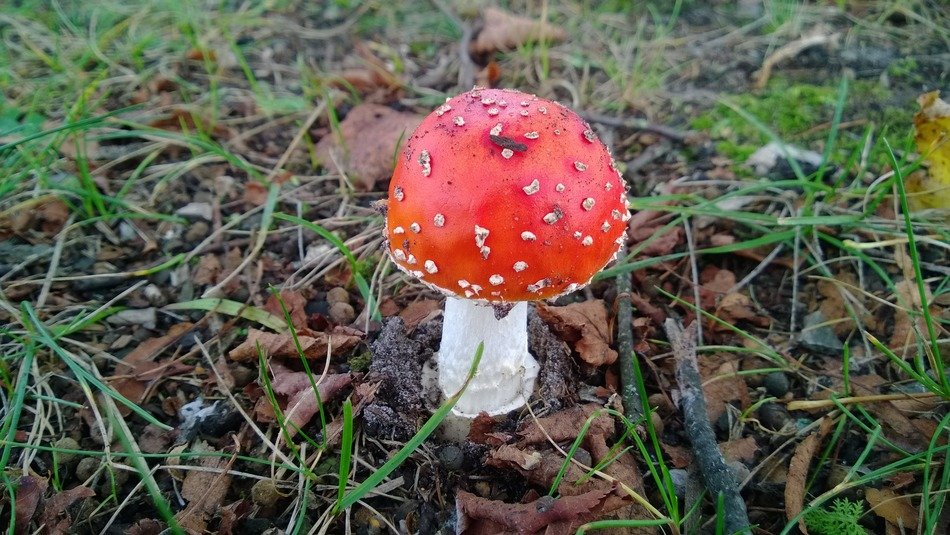 fly agaric gift