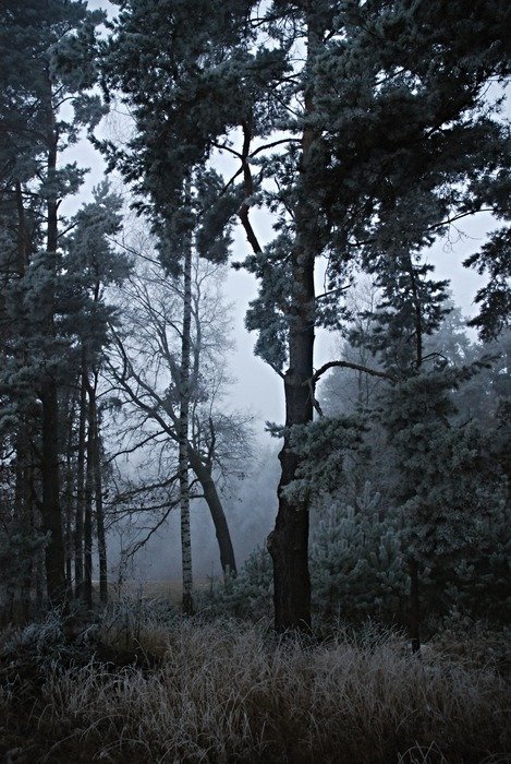 Rime in the forest in the evening
