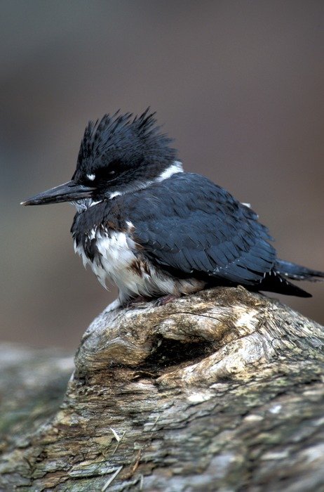 belted kingfisher alaska