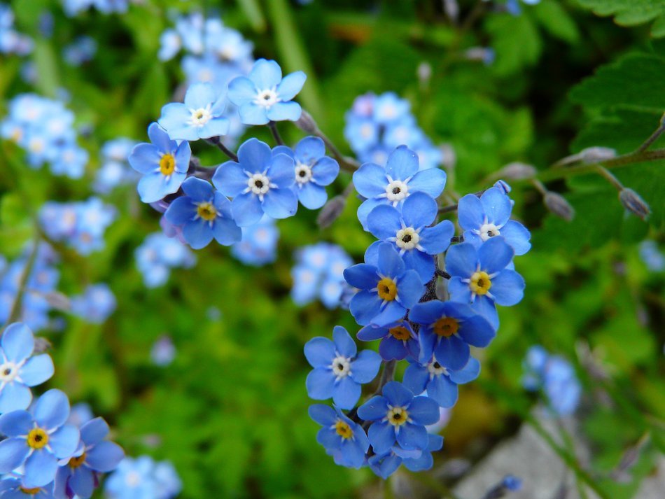 blue flowers in the wild nature
