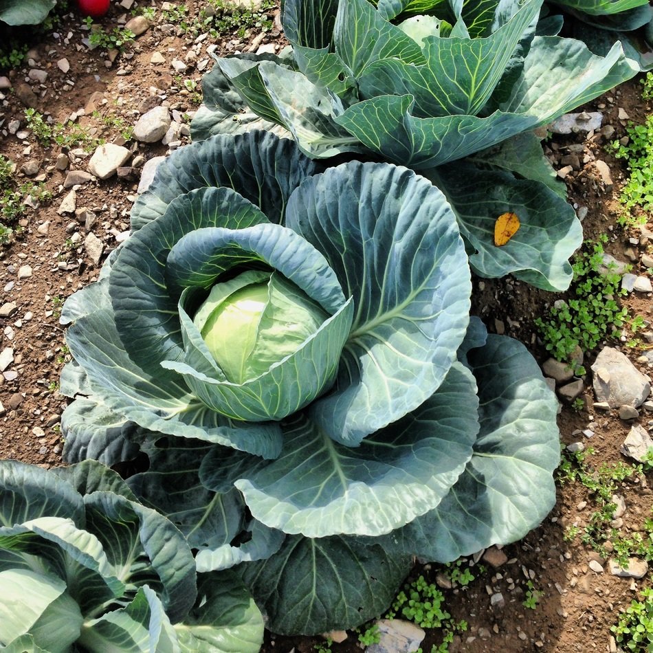 cultivation of cabbage
