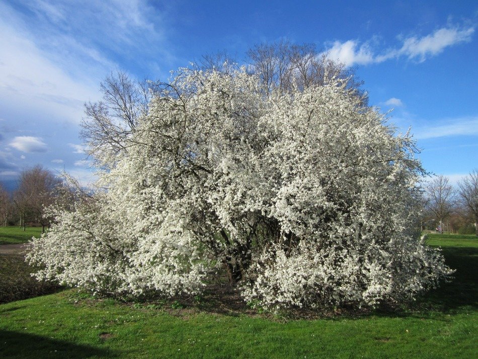 flowering spring tree in germany