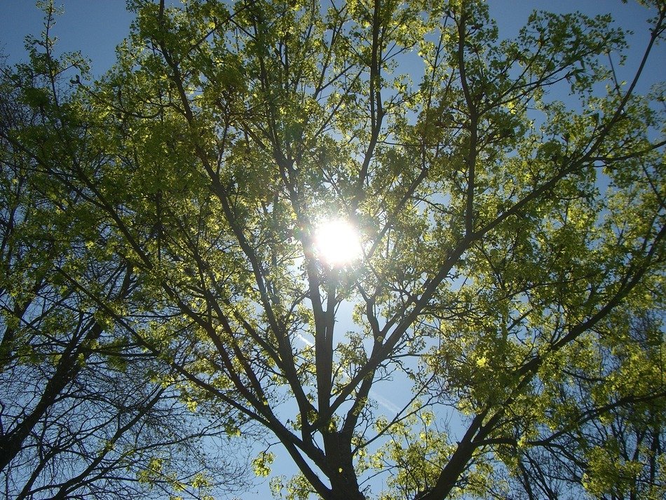 The sun behind the branches of a tree with green leaves