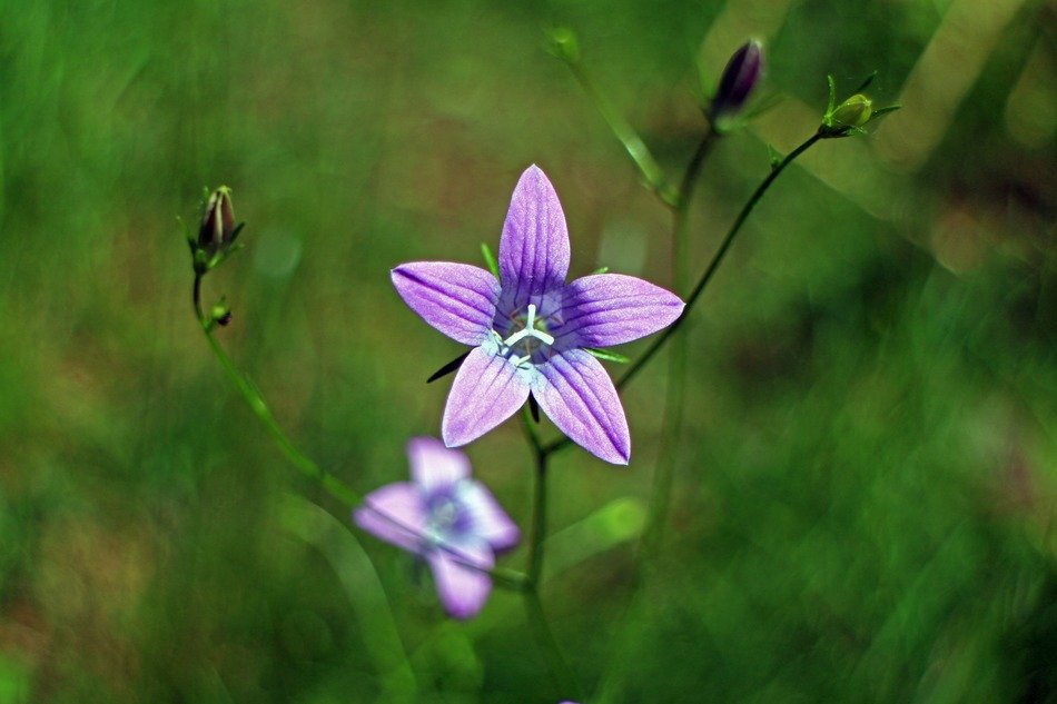 open bud of the purple bell