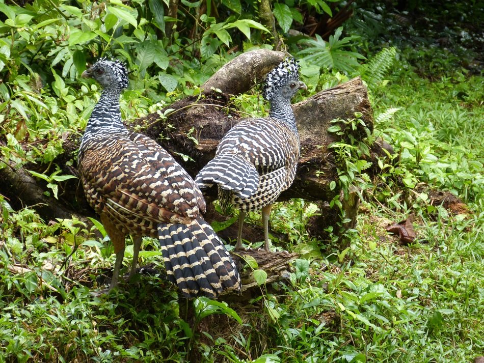 Turkeys in the rainforest