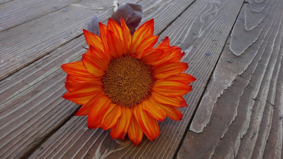 gherbera autumn flower on the table
