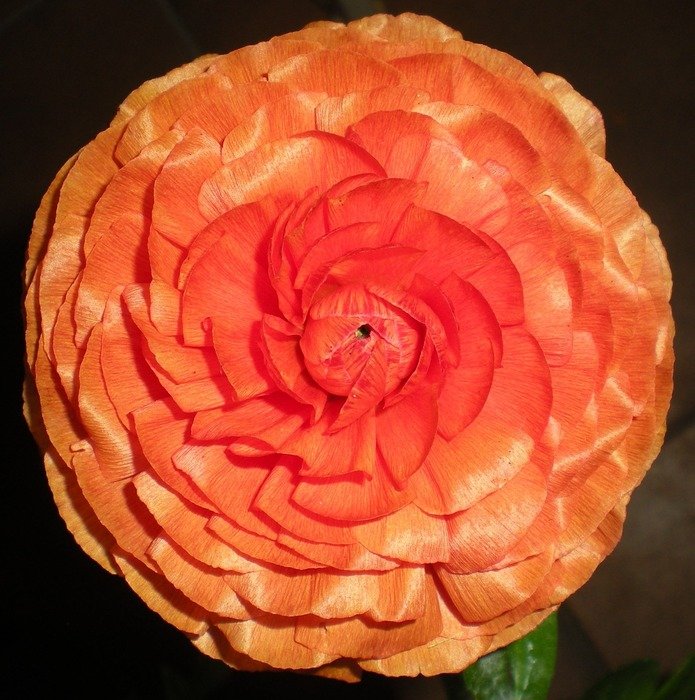 Beautiful flower with the beautiful colorful petals
