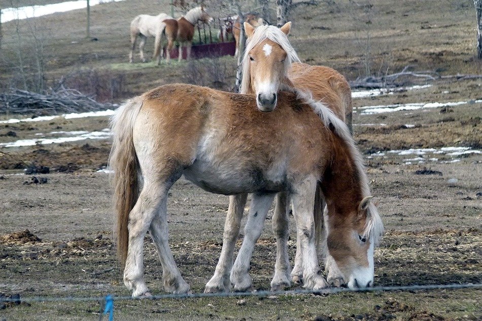 horses islander