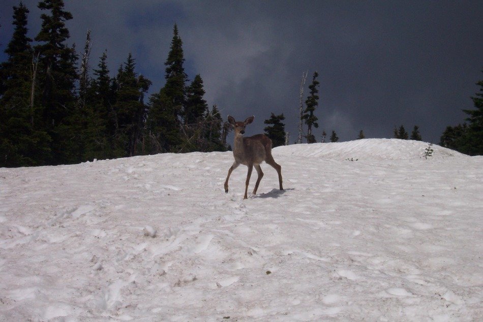 deer on the snow in the mountains