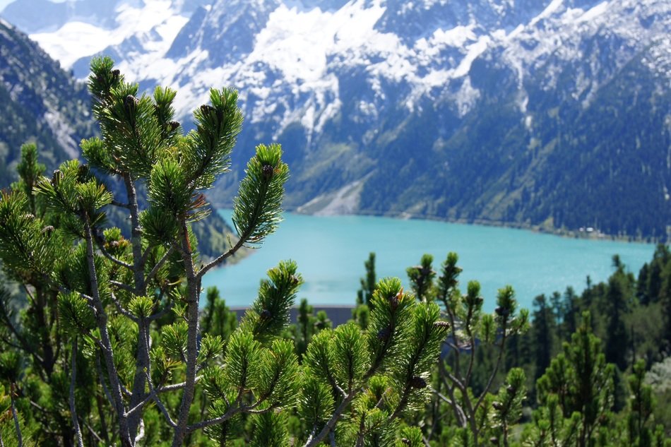 landscape of pine thickets on mountain side at scenic lake, austria, zillertal