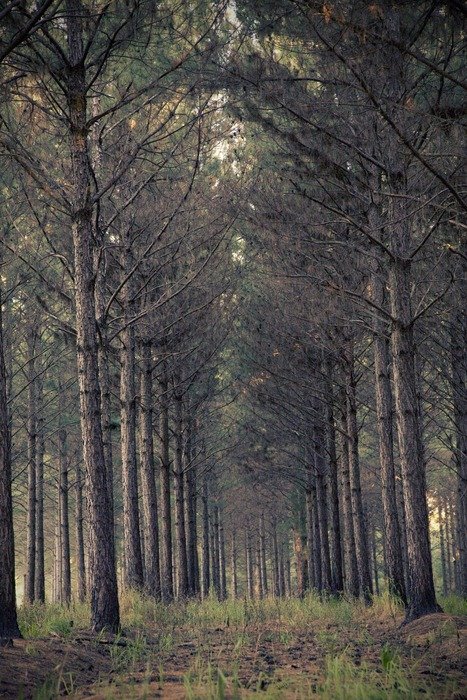 gloomy forest with straight rows of trees