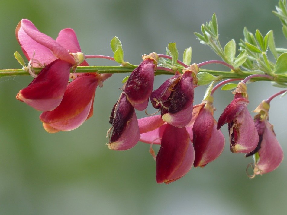 burgundy spartium scoparium